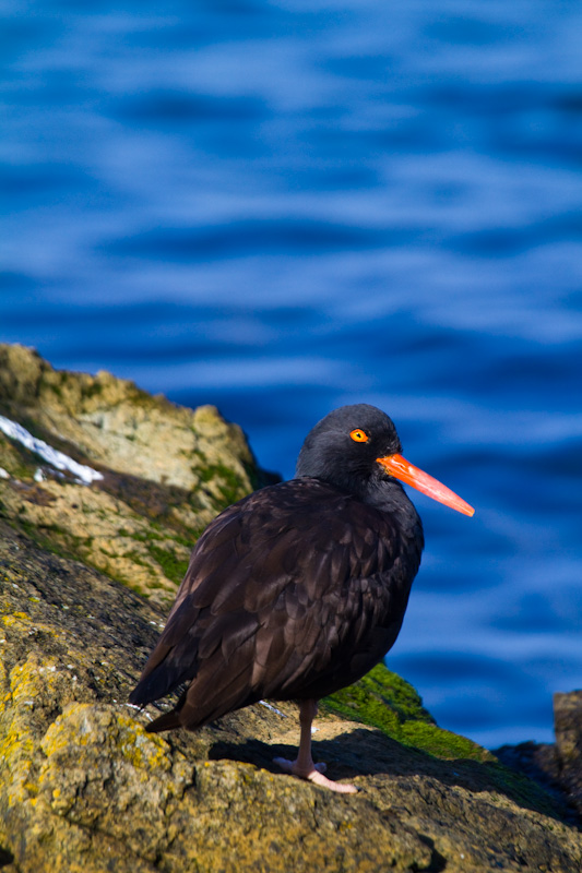 Black Oystercatcher